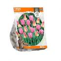 Baltus Tulipa Pastel Blend tulpen bloembollen per 5 stuks